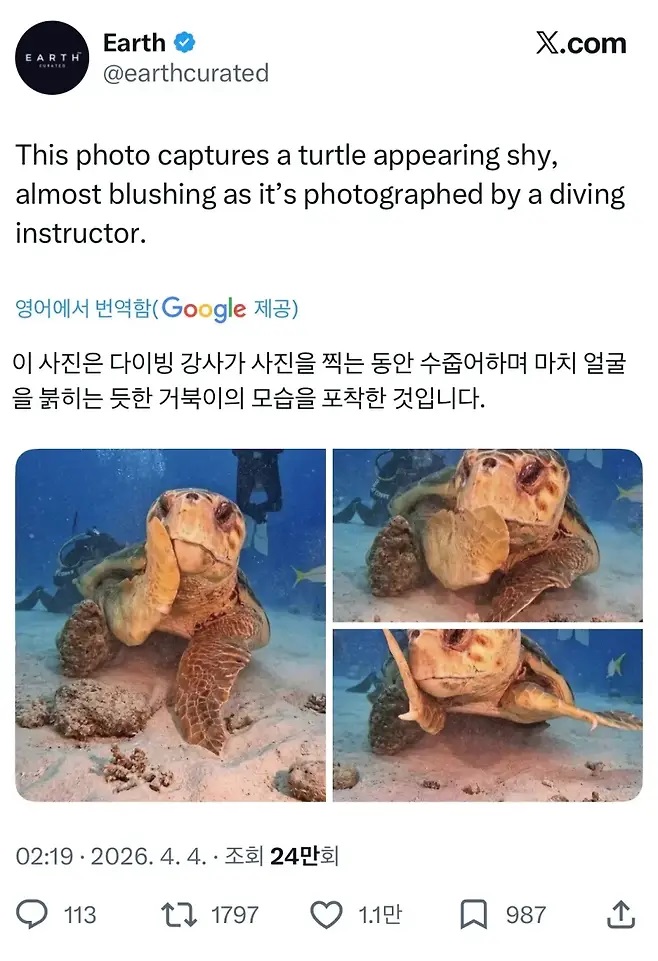 해외 반응 난리난 바다거북 사진.jpg